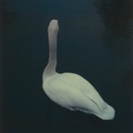 Swan_TWO.jpg
